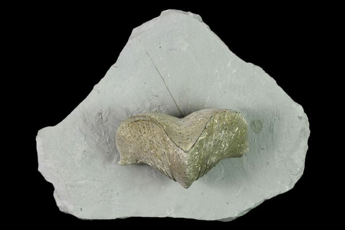 Pyrite Replaced Brachiopod (Paraspirifer) Fossil on Shale - Ohio #138840